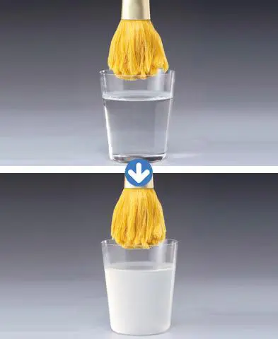 �p�����Ƃ��u���V�@�V���N�E�h��