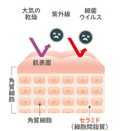 肌表面図1