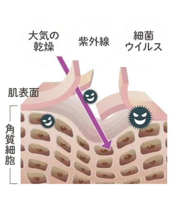 肌表面図2