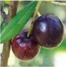 オリーブ果実油