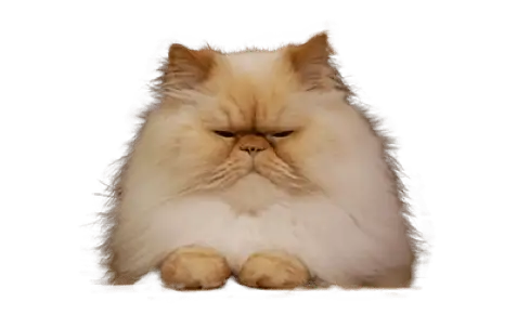 猫の画像