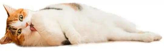 猫の画像