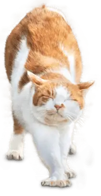 猫の画像