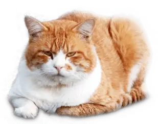 猫の画像