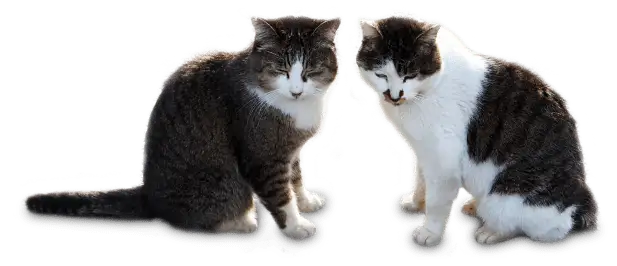 猫の画像