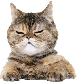 猫の画像