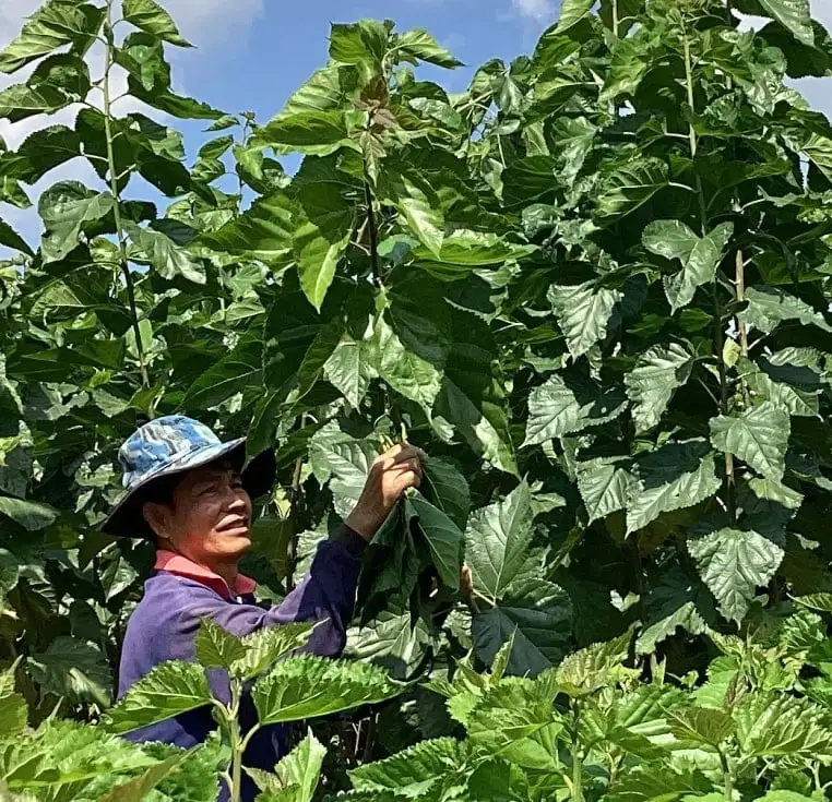 2養蚕農家では黄金まゆをつくる蚕を、無農薬で栽培した桑で育てる