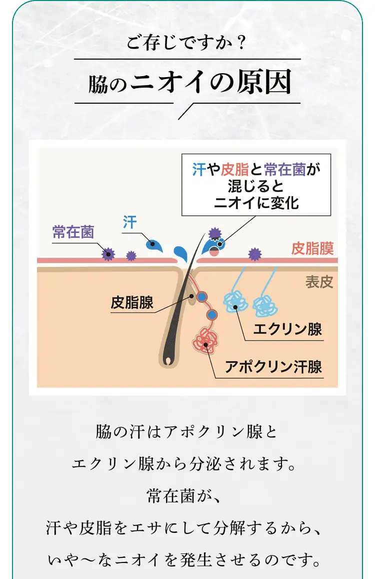 ご存じですか？脇のニオイの原因 脇の汗はアポクリン腺から分泌されます。常在菌が、汗や皮脂をエサにして分解するから、いや～なニオイを発生させるのです。