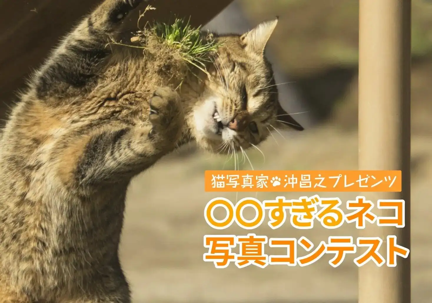 画像：「〇〇すぎる」ネコ写真コンテスト