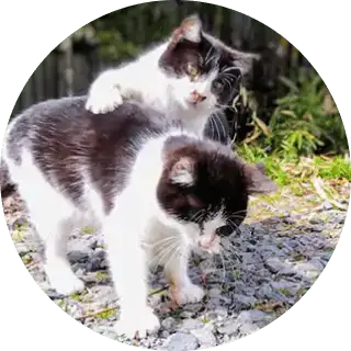 画像：「〇〇すぎるネコ写真