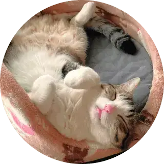 画像：行動猫理学入門