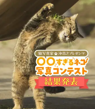 画像：すぎネコの結果発表