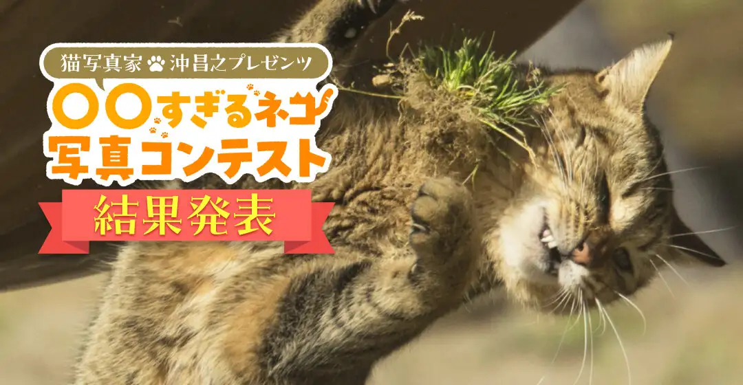 画像：すぎネコの結果発表