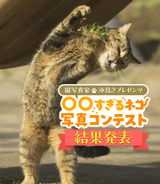 サムネイル：〇〇すぎる猫結果発表