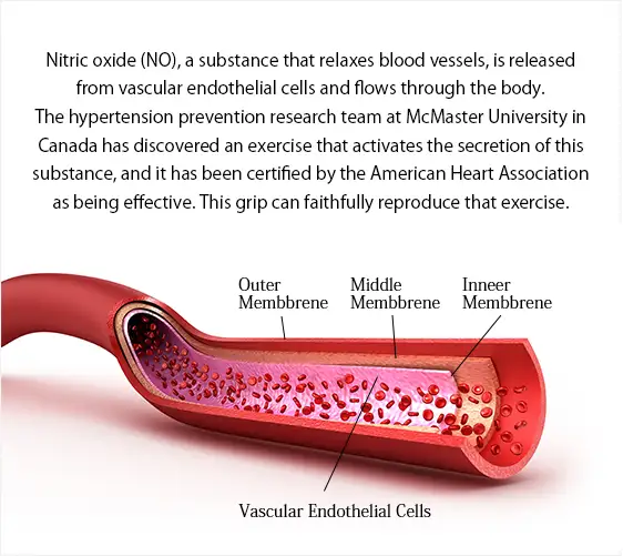 blood vessels