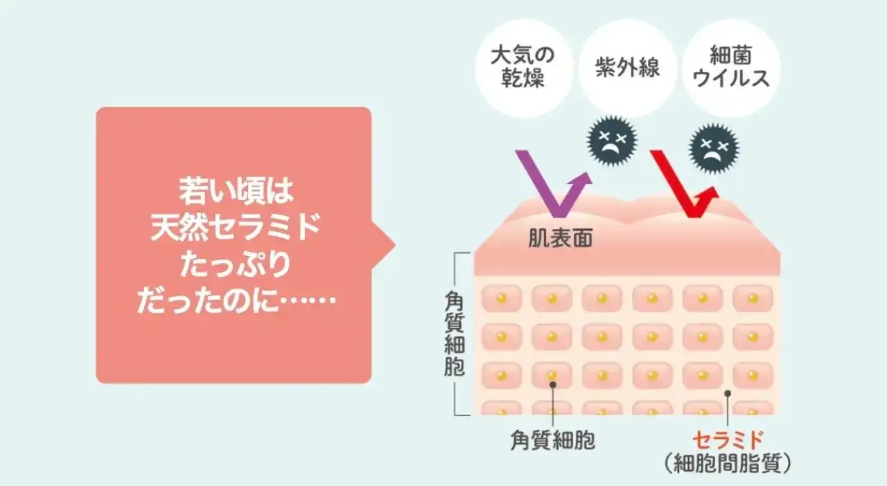 「肌型セラミド」だから浸透して保湿する