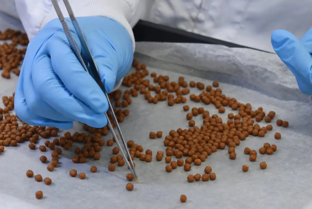 丸玉状になった「げんのもん」の選別作業