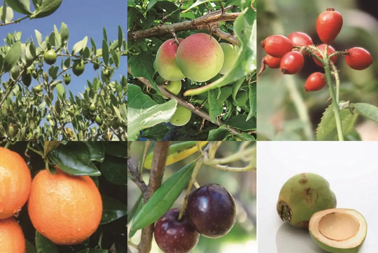 画像：天然由来の保湿成分