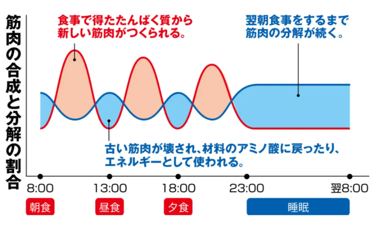 画像：筋肉の合成と分解の割合