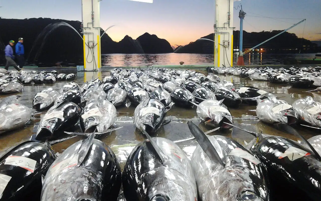 画像：マグロのあたまの原材料が揚がる港