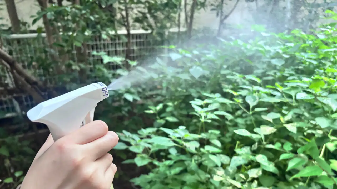 ヒバと除虫菊の害虫忌避スプレーを庭で使う