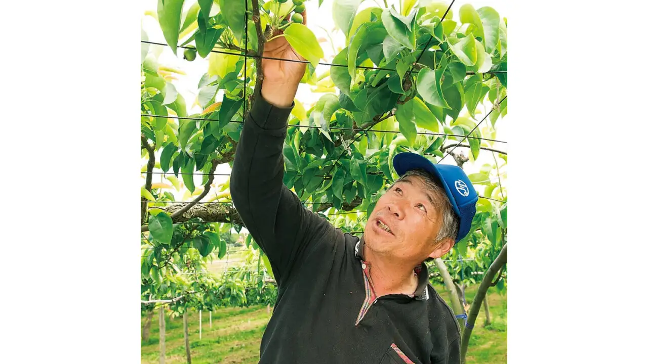 「なし俱楽部」の藤田忠内さん