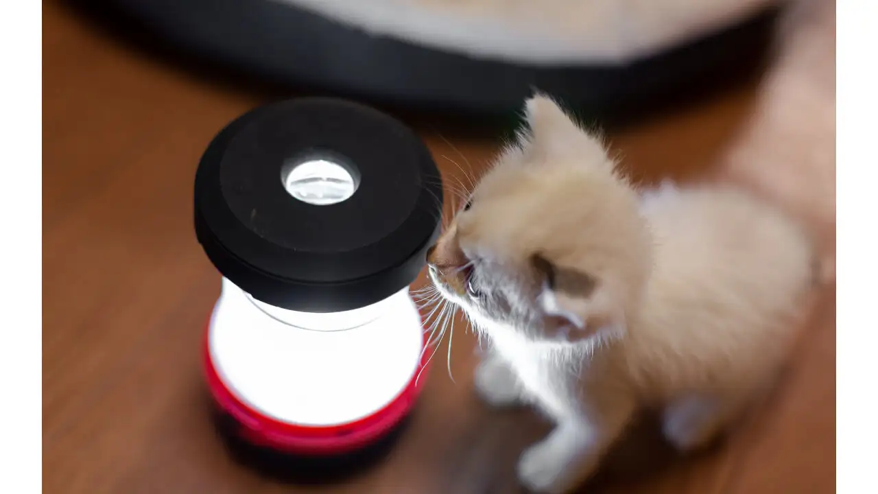 防災用ライトに鼻を寄せる白い子猫