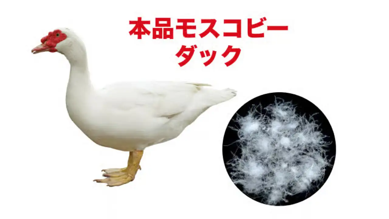 画像：モスコビーダックとモスコビーダックの羽毛