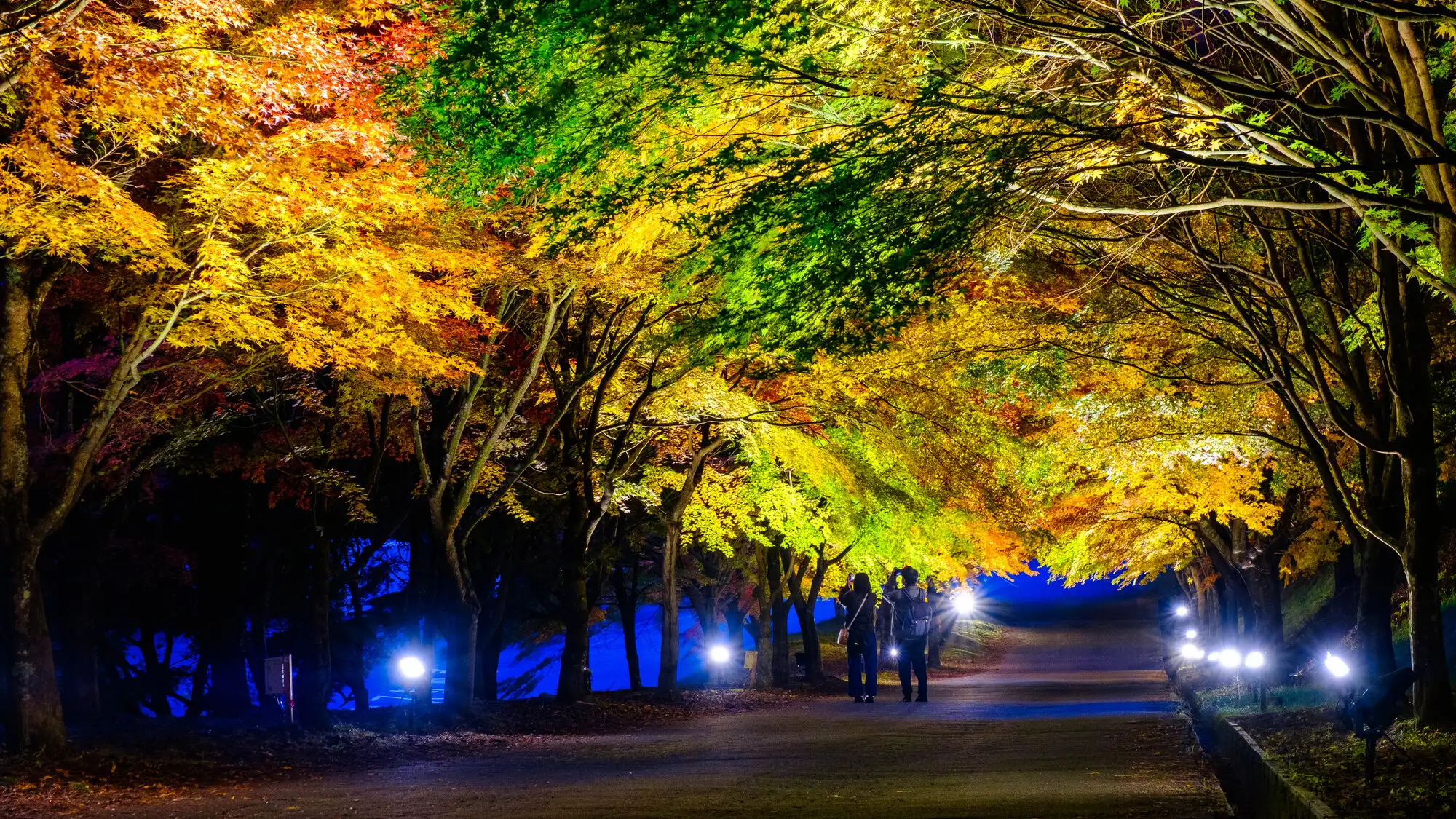 紅葉ライトアップ