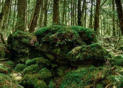 青木ヶ原樹海の画像