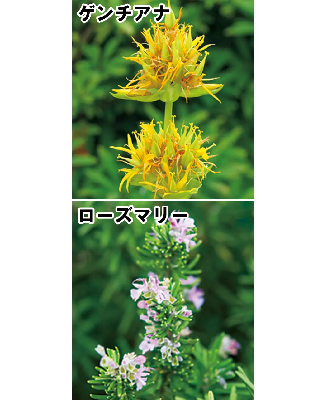 通販生活®UVカットオールインワンミルクファンデーション・肌理麗し