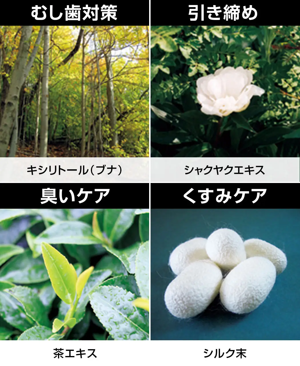 8時だよ 通販生活 薬用美白歯磨き粉 白絹練 しろきぬねり 公式 カタログハウスの通販サイト