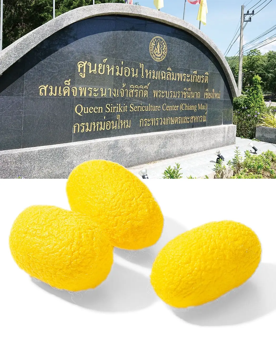 8時だよ 通販生活 uvカットシルクパウダー 黄金まゆの絹粉 公式 カタログハウスの通販サイト