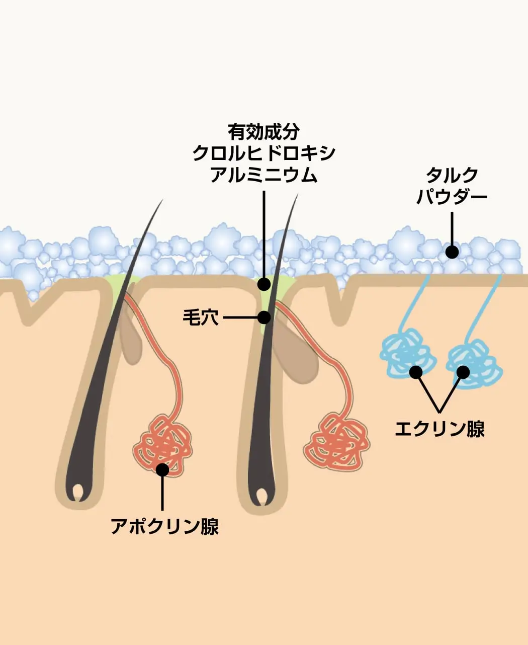薬用制汗パウダー『さらすず』3