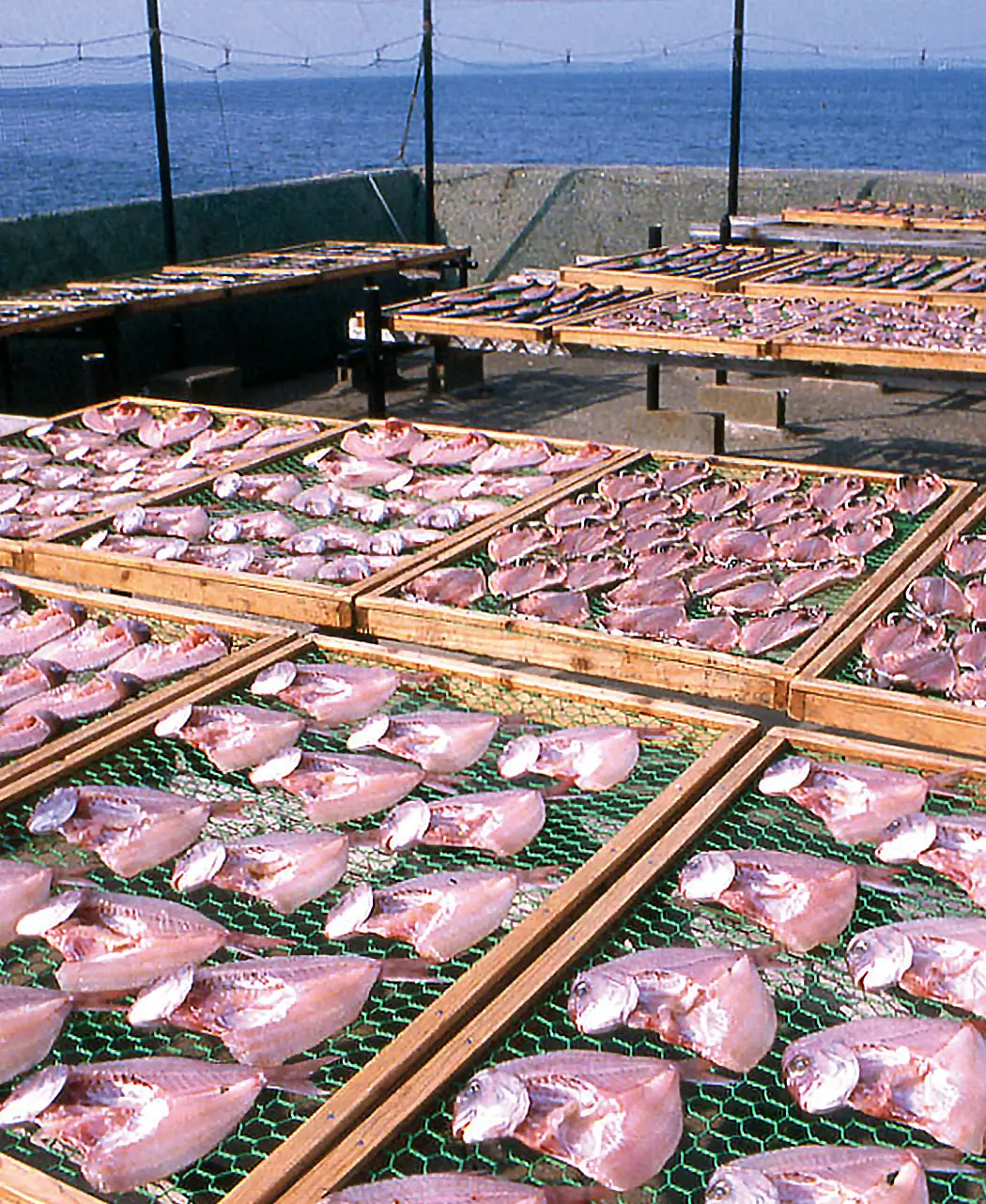 8時だよ 通販生活 玄界灘と九州近海の 天然魚の一夜干しと漬け魚 6ヵ月頒布会 公式 カタログハウスの通販サイト