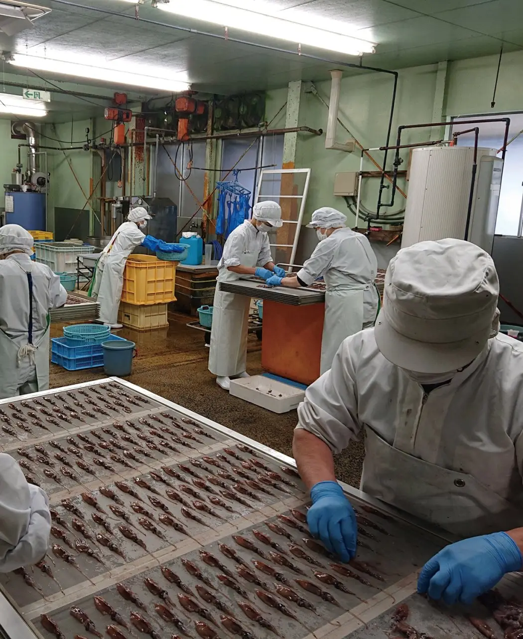 丸干しいか2種セット2