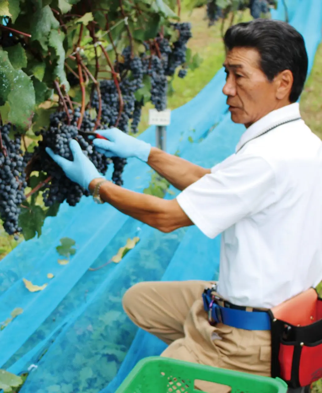 能登ワイン3種セット2