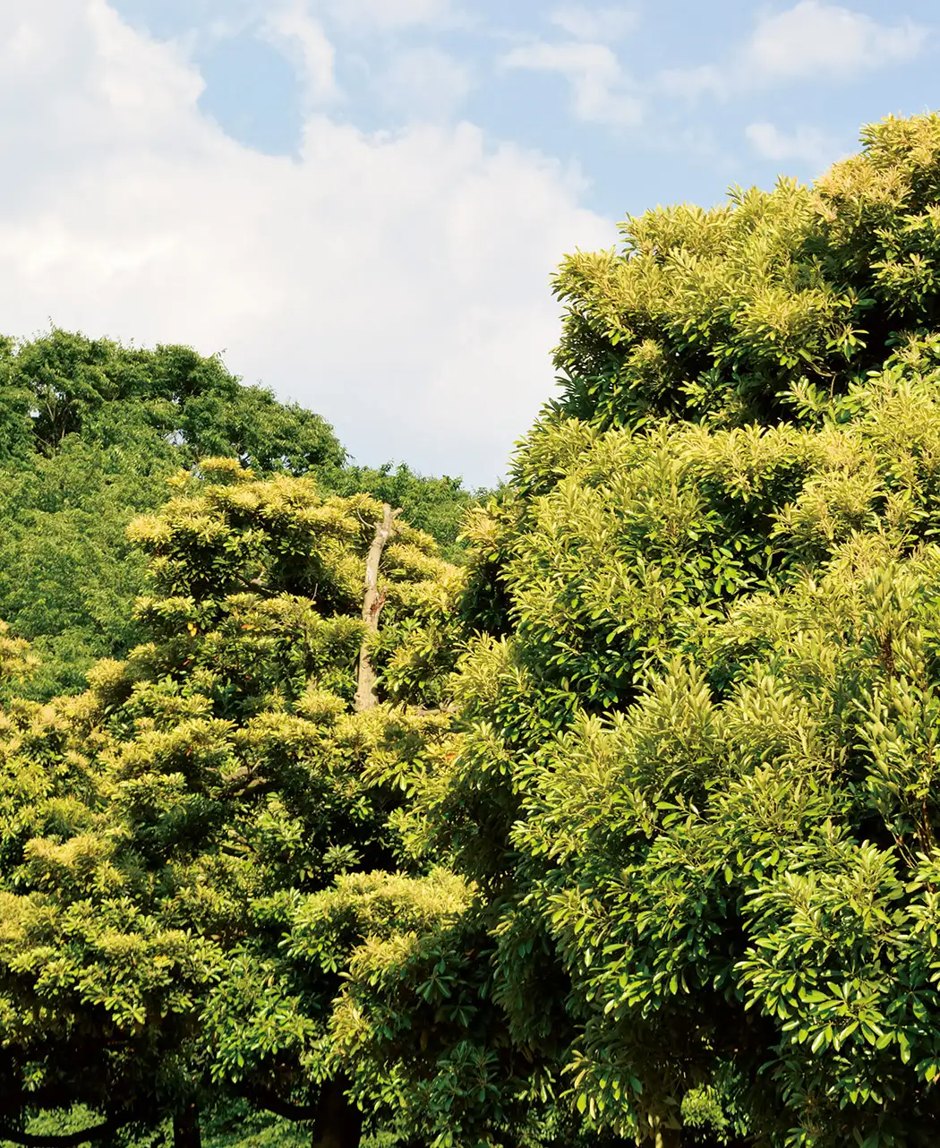 8時だよ 通販生活 偏光サングラス トゥルービュー ハイコンch 公式 カタログハウスの通販サイト