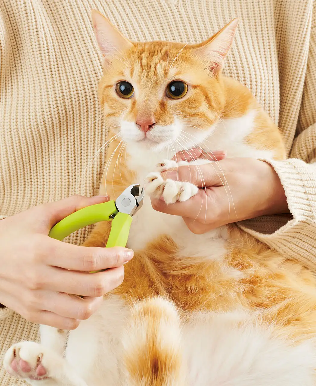 8時だよ 通販生活 猫のつめ切り 公式 カタログハウスの通販サイト