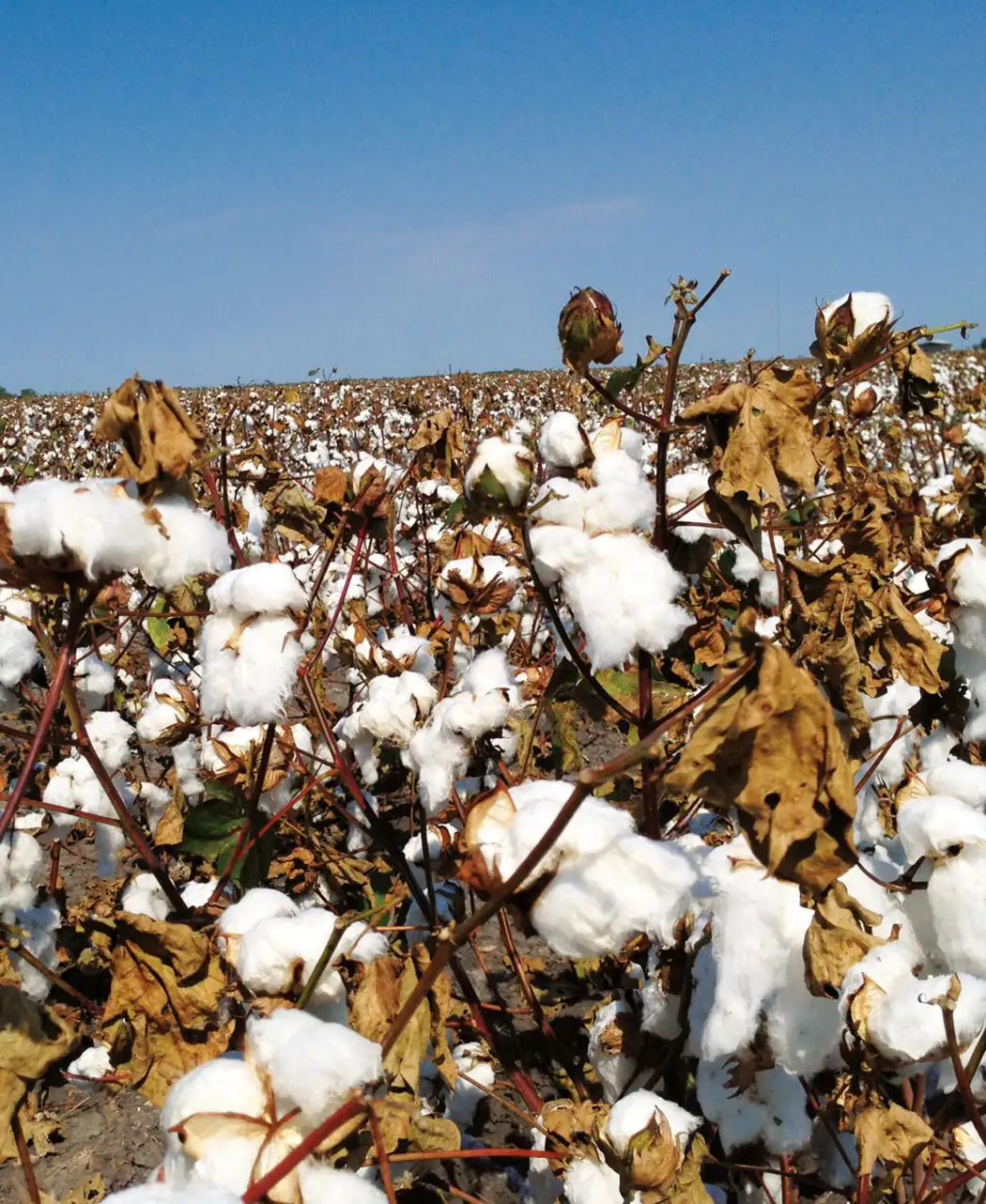 通販生活 風のガーゼケット 公式 カタログハウスの通販サイト