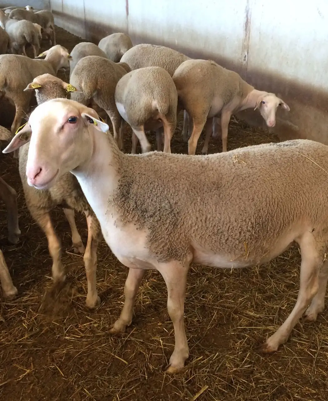 ラコーン羊の極厚パッド6