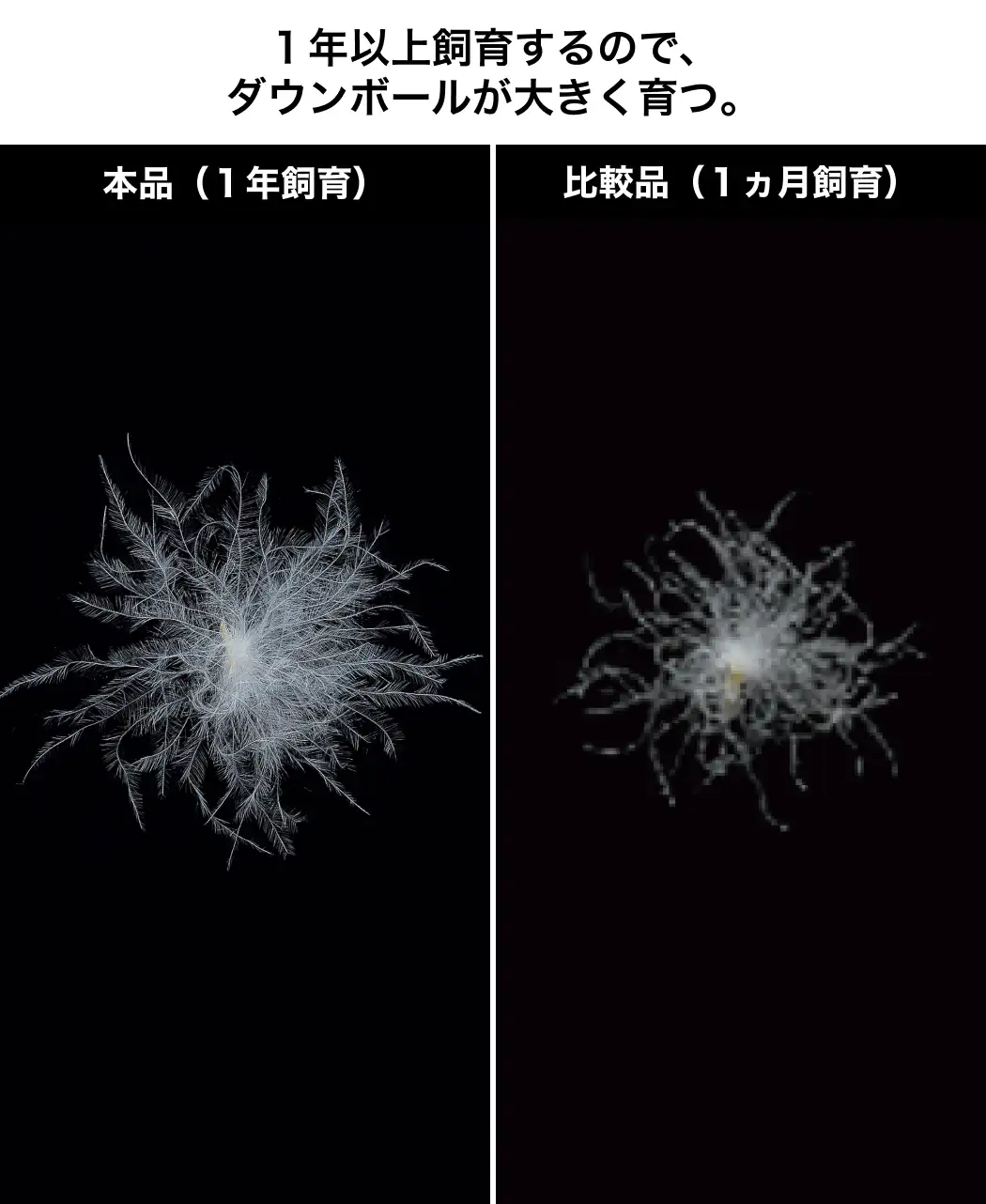 通販生活®羽毛の夏掛け｜【公式】カタログハウスの通販サイト