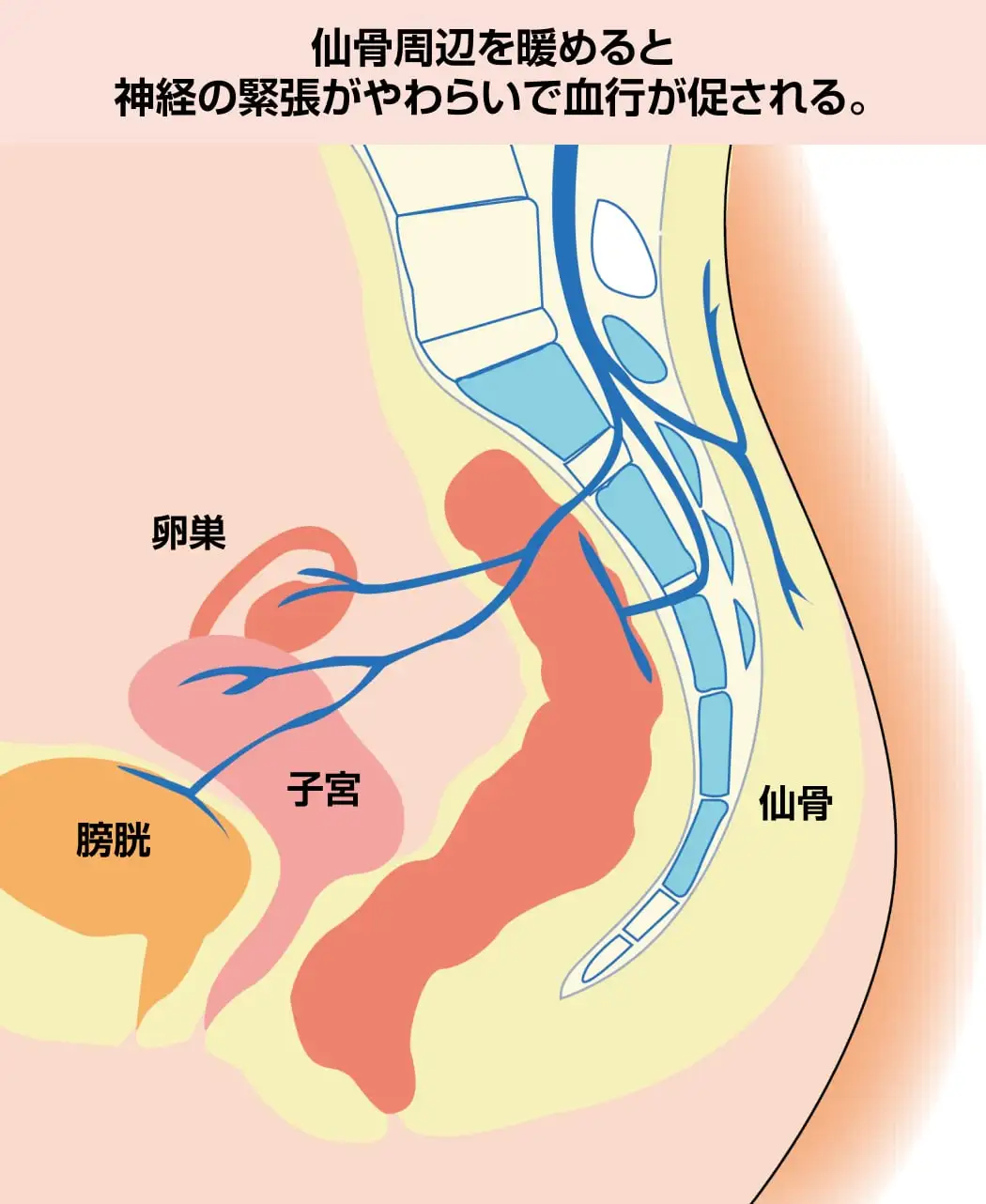 フジヒートのスパッツ薄地2