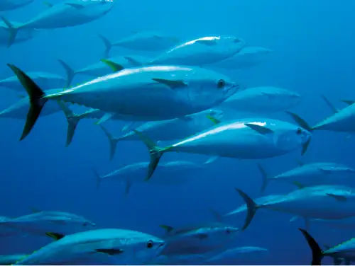 魚の種類