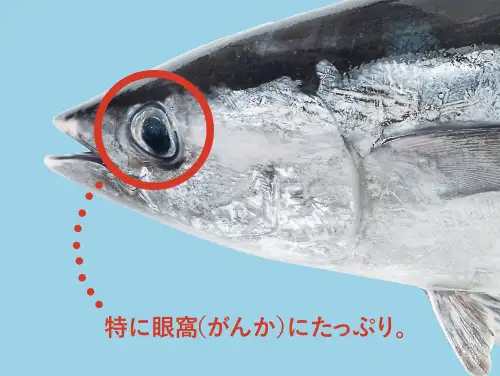部位