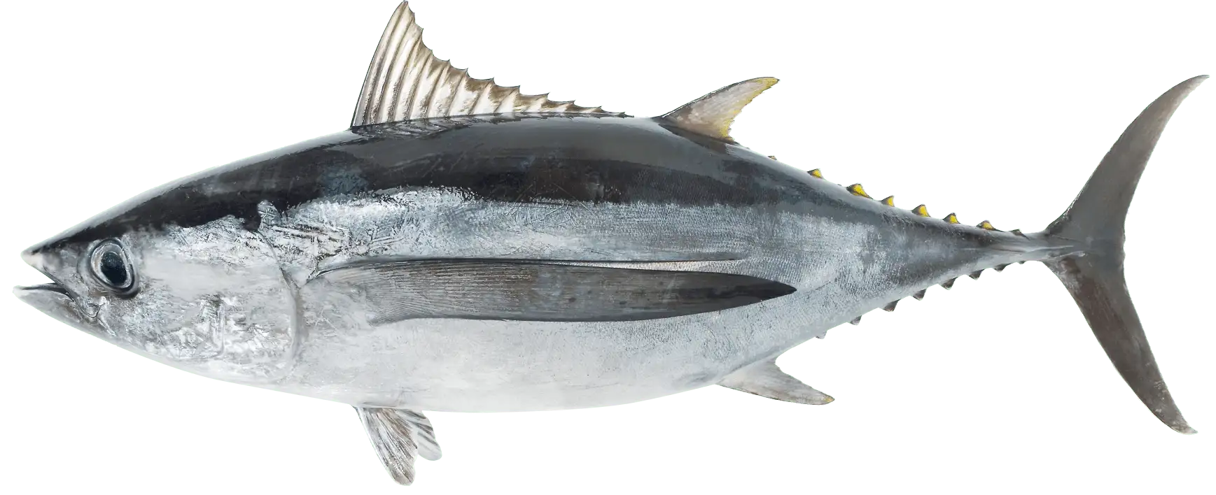 マグロイメージ