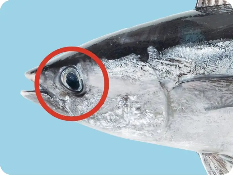 マグロ頭部イメージ