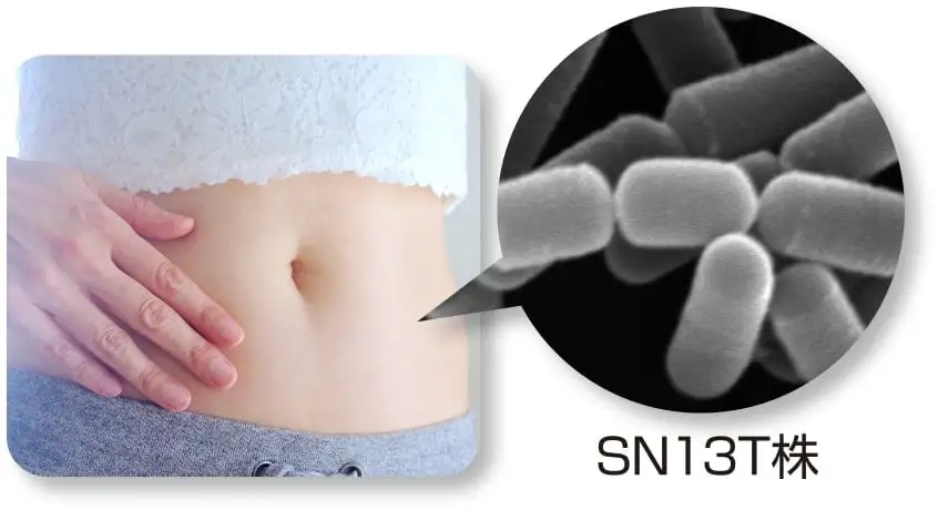 SN13T株のイメージ