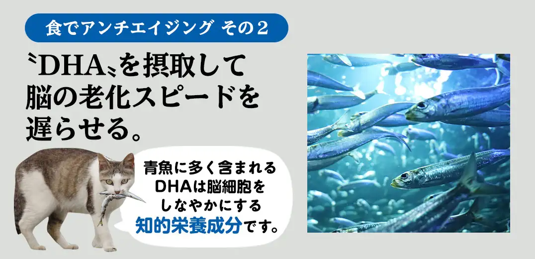 “DHA”を摂取して脳の老化スピードを遅らせる。青魚に多く含まれるDHAは脳細胞をしなやかにする知的栄養成分です。