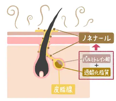 ノネナール発生イメージイラスト